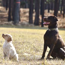 Dilute Retriever Puppies from Wicked Pines Retrievers