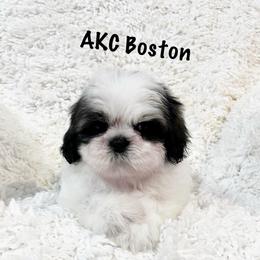 AKC Boston - Tricolor male Shih Tzu puppy in Greenville, South Carolina from Babyface Shih Tzu