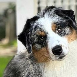 Teagan - Australian Shepherd