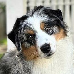 Teagan - Australian Shepherd