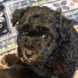 Incredible Iggy - Black male Pumi puppy in Rockbridge, Illinois from Rocklin Farms Pumi
