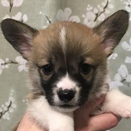 Girl 3 - Fawn female Pembroke Welsh Corgi puppy in Indian Valley, Idaho from Indian Valley Corgies