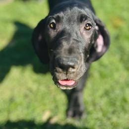 Angel's Envy - Black and white female Great Dane puppy in Chapmansboro, Tennessee from Balthrop Bend Farms