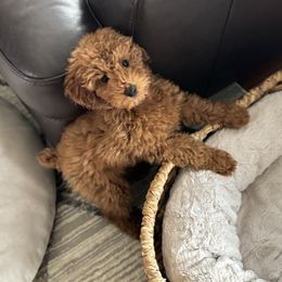 Toy girl - Red  Poodle puppy in Clinton Township, Michigan from Patriot Red Poodles