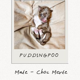 Puddington - Merle male Bernedoodle puppy in Jackson, Missouri from Pincksten Family Doodles