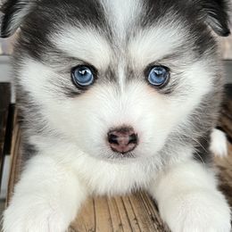 Pomsky Puppies from Granite State Pomskies