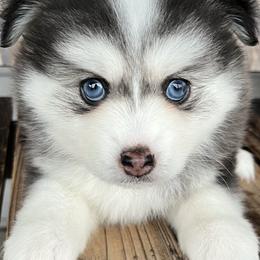 Pomsky Puppies from Granite State Pomskies