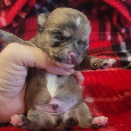 Boy 1 - Merle male Chihuahua puppy in Warsaw, Virginia from B&D Chihuahuas