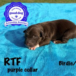 RTF purple collar - Red tri-color female Australian Shepherd puppy in Greenville, Texas from Amandas Aussies