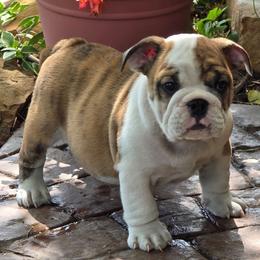 Sam - Red brindle and white male Bulldog puppy in Wichita, Kansas from Waltman's Bulldog's