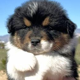 Boy 3 - male Australian Shepherd puppy in Golden Valley, Arizona from Desert Wind Kennels