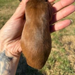 Ckc Longhair shaded red M - Red male Dachshund puppy in Anderson, California from Golden Paws Dachshunds