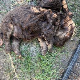 Brown boy 2-phantom markings - Brown male Poodle puppy in Wentworth, South Dakota from PaintersPreciousPoodles