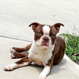 Boston Terriers and French Bulldogs from Down With Dog