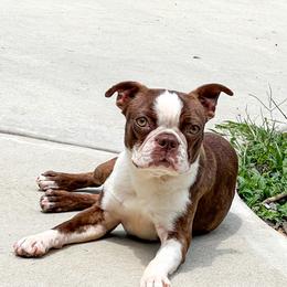 Boston Terriers and French Bulldogs from Down With Dog