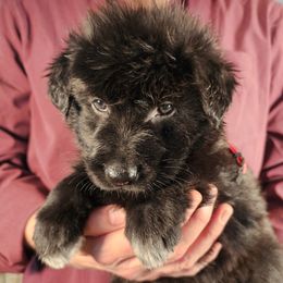 Faith (Red collar) - Black female German Shepherd puppy in Columbus, Indiana from Stony Lonesome GSD