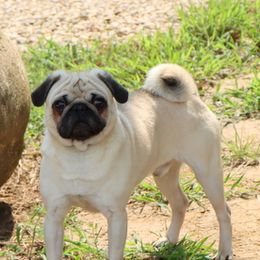 Joltic - Pug