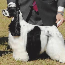 Yenta - Cocker Spaniel