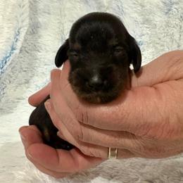 Black and tan female smallest - Black and tan female Dachshund puppy in Ozark, Alabama from Honey Hill Dachshunds