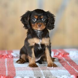 Magnolia - Chocolate female Cavalier King Charles Spaniel puppy in Sugarcreek, Ohio from Chocolate Cavalier