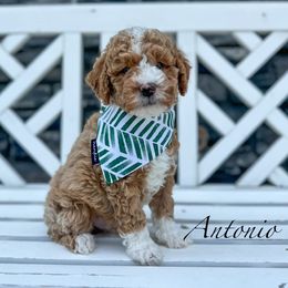 Antonio - Goldendoodle puppy from JW Doodles