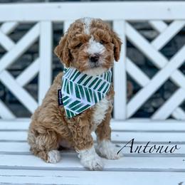 Antonio - Goldendoodle puppy from JW Doodles