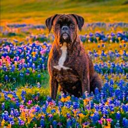 Sparrow - Boxer