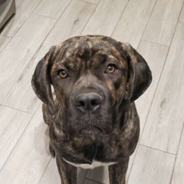 Cane Corso from Cali Raised Corso