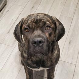 Cane Corso from Cali Raised Corso
