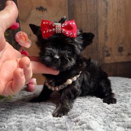 Sweet Raven - Black and tan female Yorkshire Terrier puppy in Howe, Oklahoma from Ray Holder