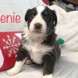 Australian Shepherd Puppies from Michelle Ferguson