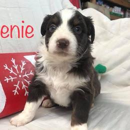 Australian Shepherd Puppies from Michelle Ferguson