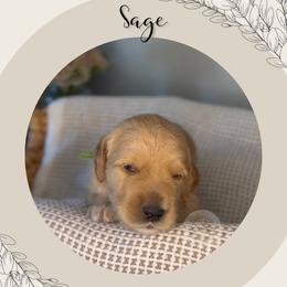 Sage - Apricot male Goldendoodle puppy in Asheboro, North Carolina from Magnolia Farm Doodles