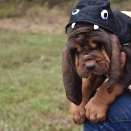 American Bully and Bloodhound Puppies from Blue Collar Kennelz Bloodhounds and American Bullies