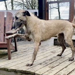Irish Wolfhound Puppies from Serendipity Sighthounds