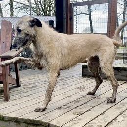 Irish Wolfhound Puppies from Serendipity Sighthounds