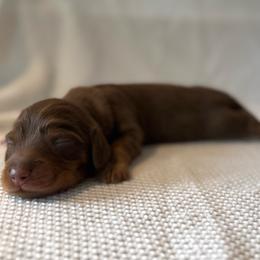 Penelope - Chocolate and tan female Dachshund puppy in Greenfield Center, New York from Ridgeview Springers & Dachshunds