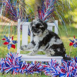 Princess - Blue merle female Aussiedoodle puppy in Roebuck, South Carolina from Dani's Dandy Doodles