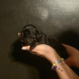 Black boy - Black and cream male Dachshund puppy in Marietta, Ohio from Harlee's Dachshunds