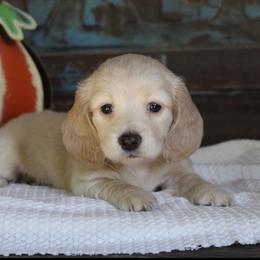 Brie - Cream female Dachshund puppy in Laurel, Mississippi from Kissinger Dachshunds