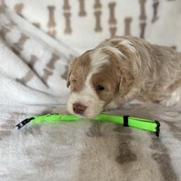 Lime green girl - Brown and white female Aussiedoodle puppy in Valdosta, Georgia from Fifth Day Farm