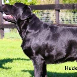 Hudson - Labrador Retriever