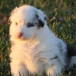 Draco - Blue merle male Australian Shepherd puppy in Mount Sterling, Ohio from Northern Lights Working Dogs