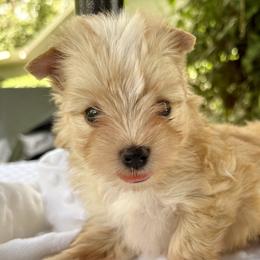 Rico - Chocolate tan and white male Biewer Terrier puppy in Bunnell, Florida from Royal Biewer and Royal Aussies