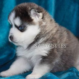 Pomsky Puppies from SZ Rolling Acres LLC