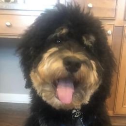"Blue" Bernedoodle All Grown Up from So In Doodles