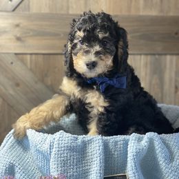 Australian Labradoodles from Frosty & Ginger Co Home of Doodles