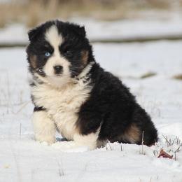 May - Black tri female Miniature American Shepherd puppy in Elgin, Oregon from Cross L Miniature American Shepherds