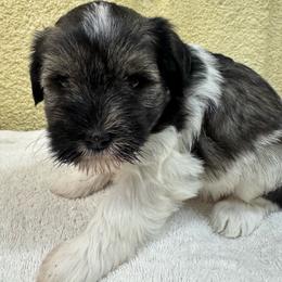 Spot - Parti male Miniature Schnauzer puppy in Comanche, Texas from Circle R Sidney