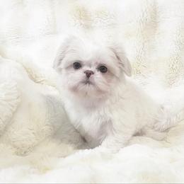 AKC Little Ollie - White male Shih Tzu puppy in Greenville, South Carolina from Babyface Shih Tzu